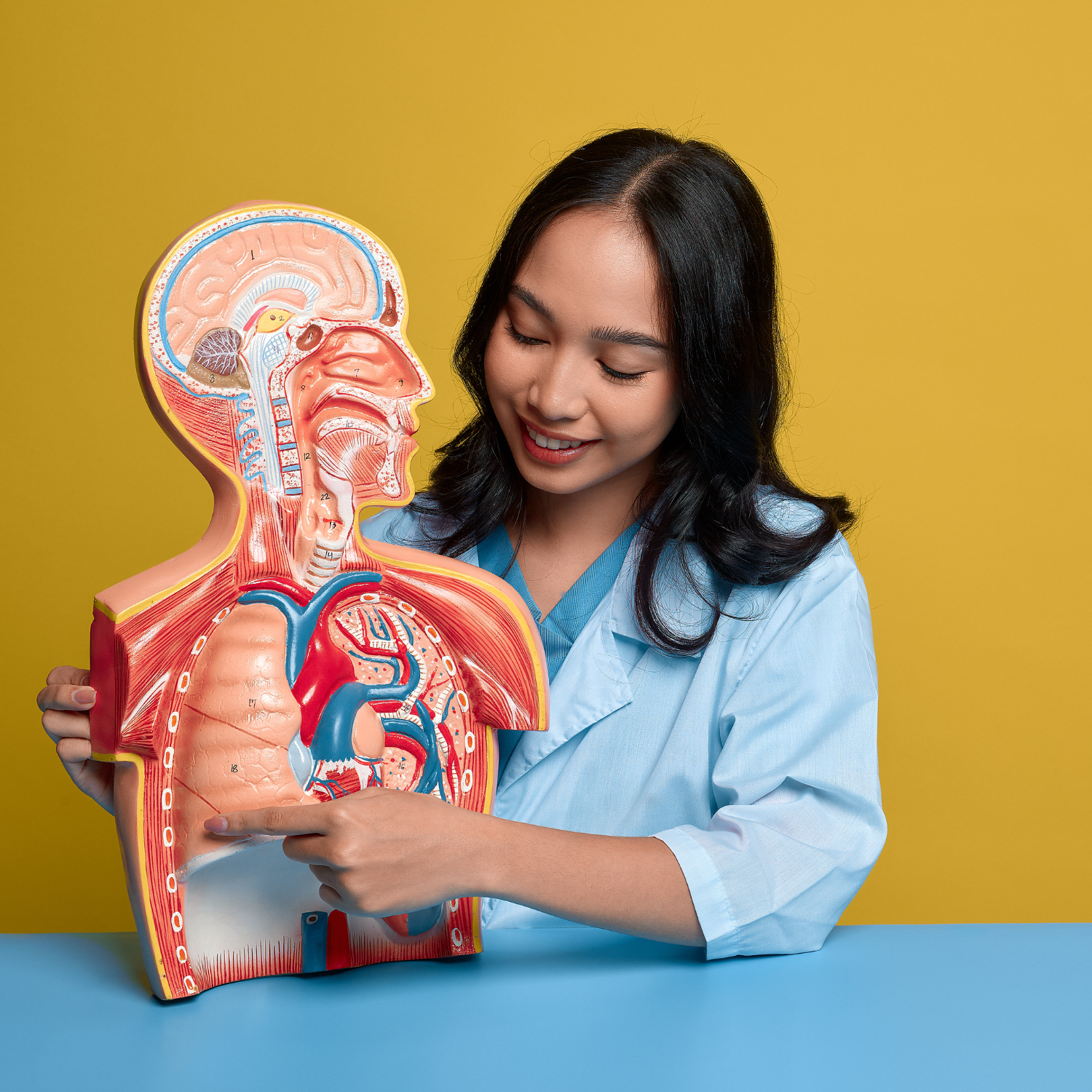 Fiches mémo anatomie systèmes