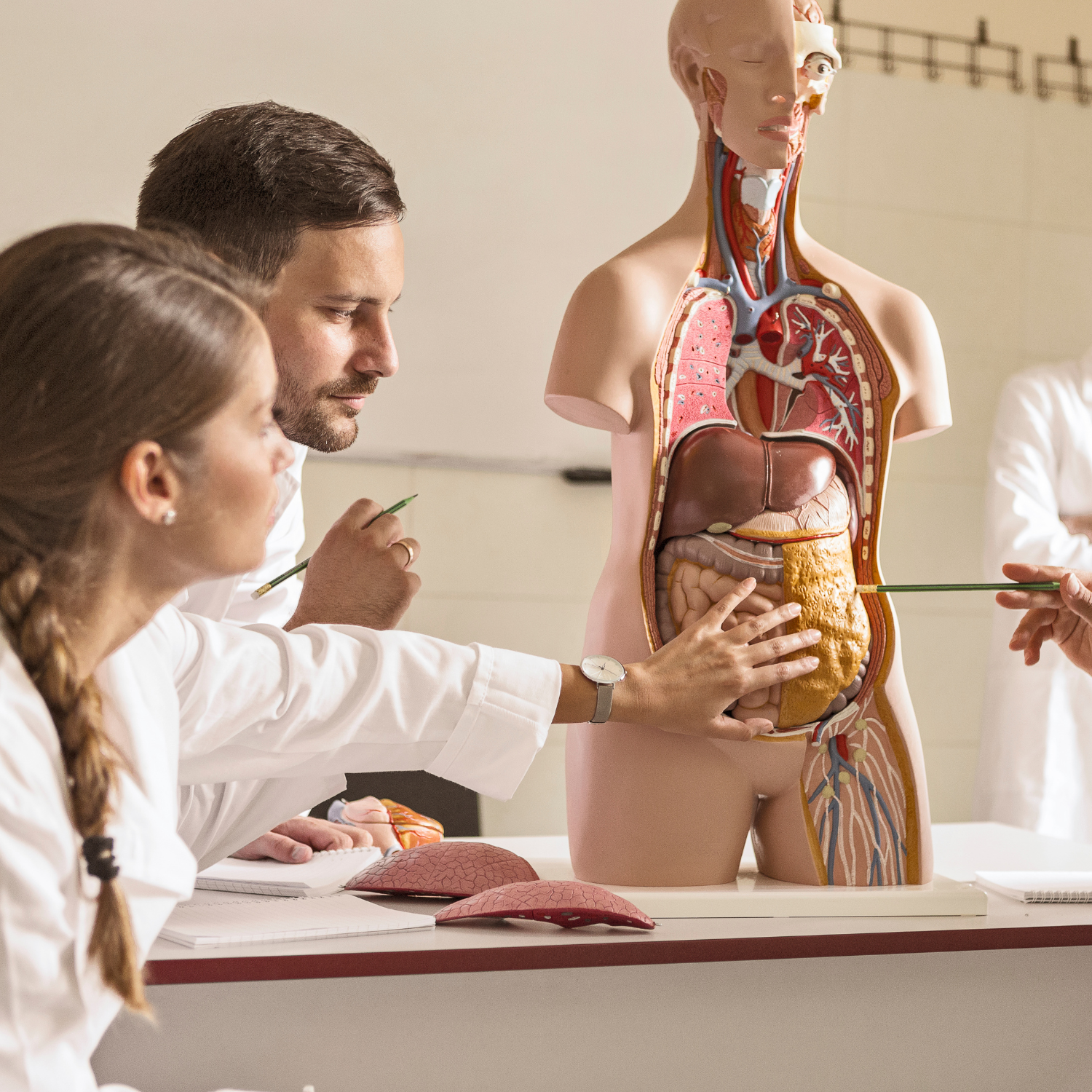 Fiches anatomie soignant organes