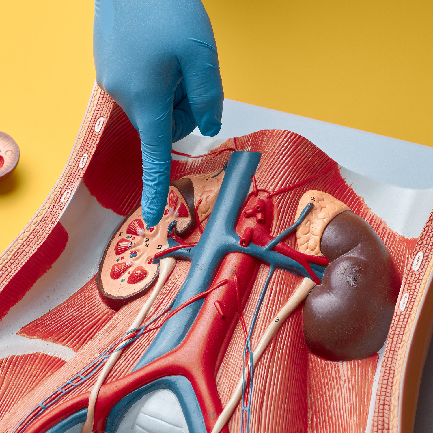 Fiches mémo anatomie systèmes du corps et organes vitaux