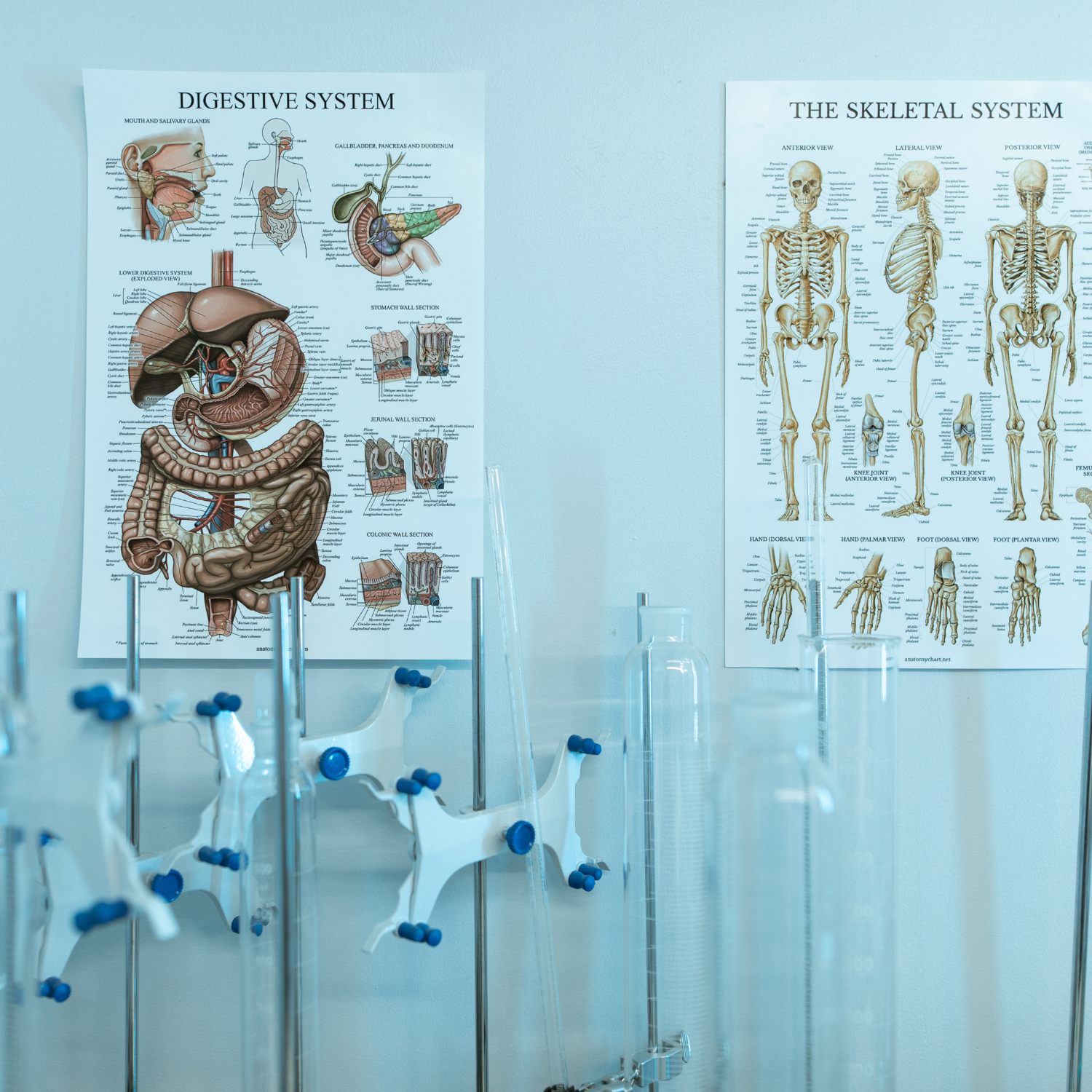 Erreur apprentissage anatomie du corps humain en fiches mémo