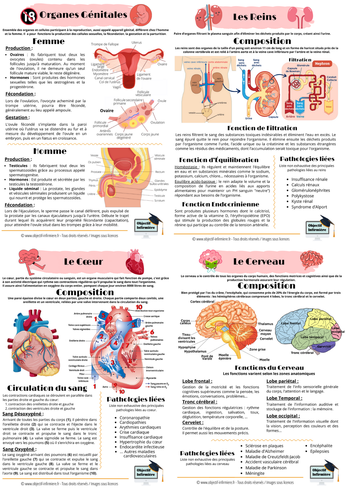 Fiches Mémo Soignant | Anatomie | Organes Vitaux et Sens