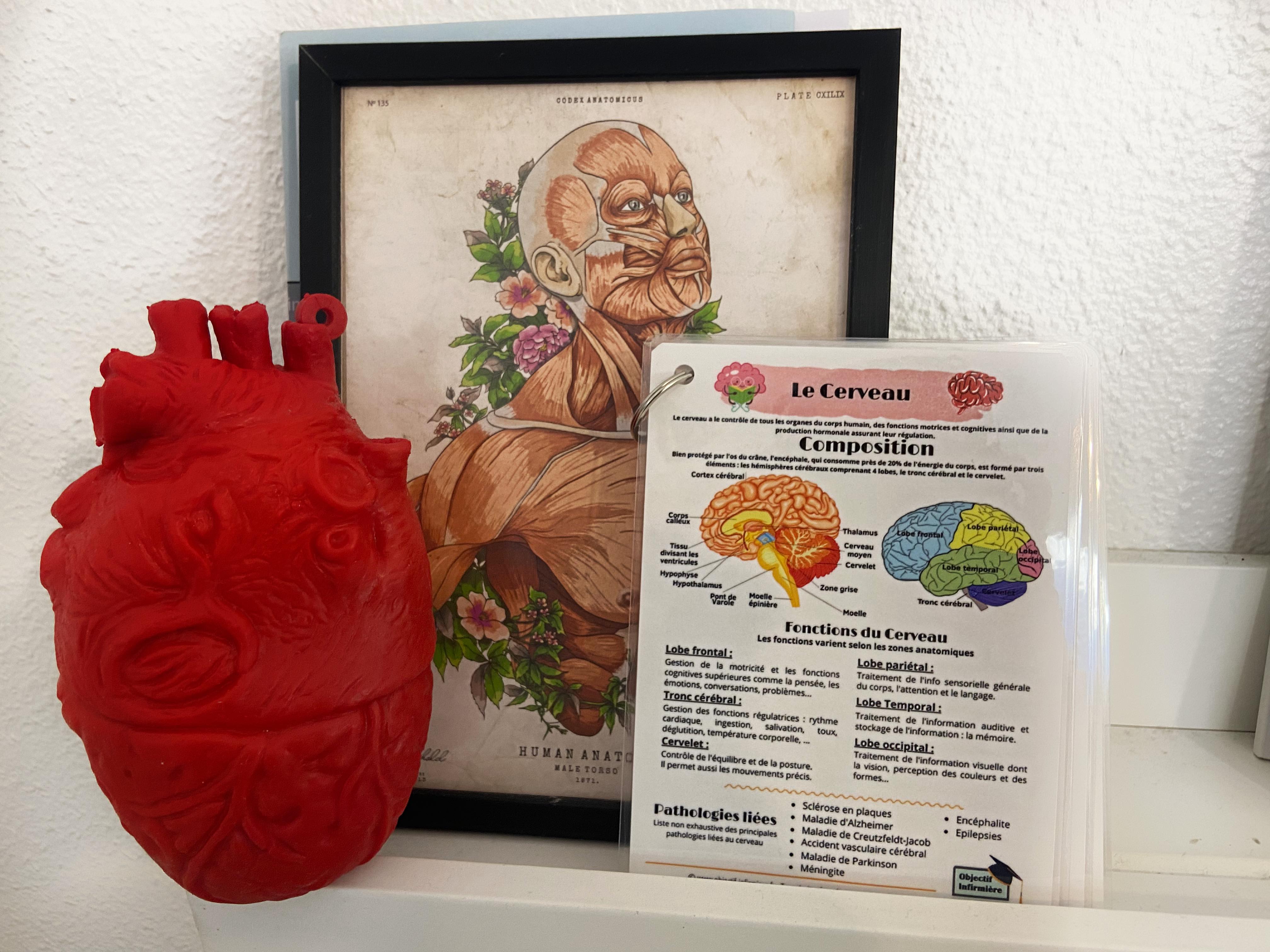 Mémo Anatomie pour Soignant